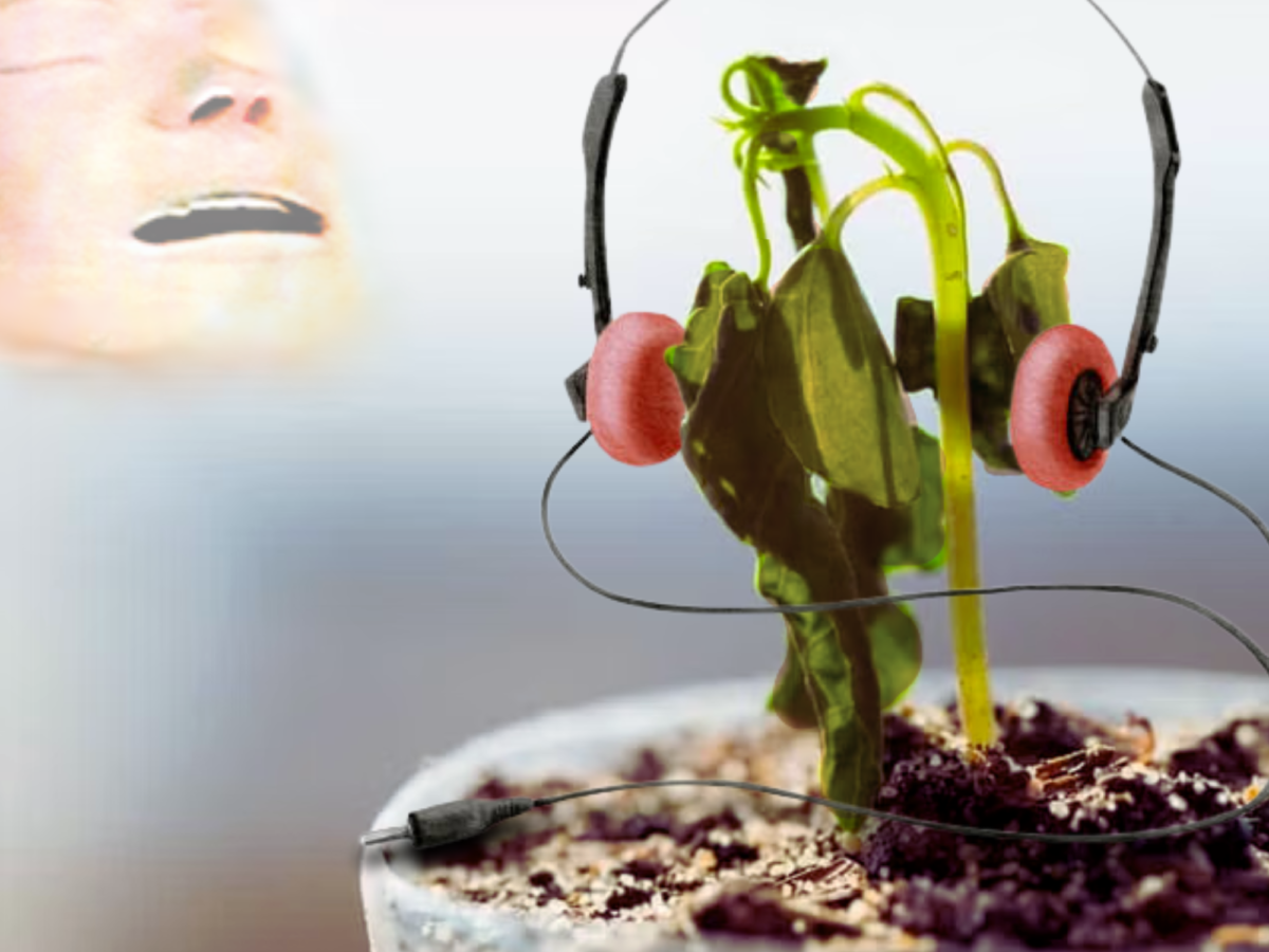 The Catastrophic Effects of Radiohead on Plant Growth